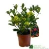 Skimmia Japonica 'Temptation' 2Ltr Pot (NL) -Hozelock Sales Store 0000000398528