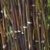 Fargesia Nitida 'Black Pearl' Bamboo 7.5Ltr Pot 1 Fargesia Nitida 'Black Pearl' Bamboo 7.5Ltr Pot -Hozelock Sales Store 0000000415237 c0054745 b8d7 4e34 9b62 e2b510df509a