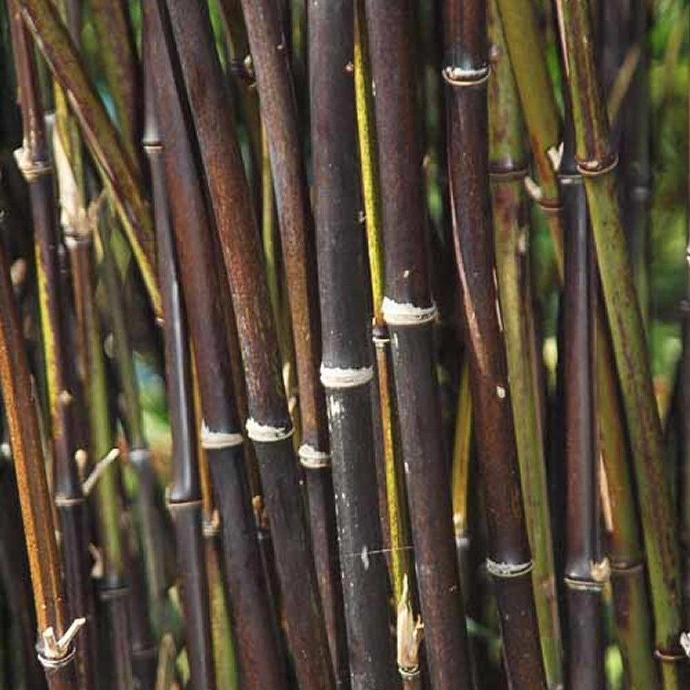Fargesia Nitida 'Black Pearl' Bamboo 7.5Ltr Pot 3 Fargesia Nitida 'Black Pearl' Bamboo 7.5Ltr Pot