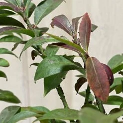 Euonymus Alatus 'Compactus' Plant 4Ltr Pot (NL) -Hozelock Sales Store 00000275 3