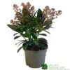 Skimmia Japonica 'Rubella' 1.5Ltr Pot (NL) -Hozelock Sales Store 00000285 0f9f7f00 aa7d 418d 9236 144eecfc850f