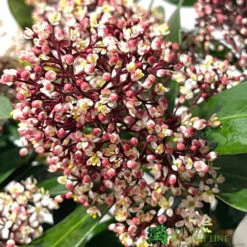 Skimmia Japonica 'Rubella' 1.5Ltr Pot (NL) -Hozelock Sales Store 00000286 2