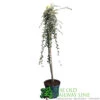 Cotoneaster 'Juliette' 80cm Tall (NL) -Hozelock Sales Store 00000625