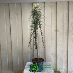 Cotoneaster 'Juliette' 80cm Tall (NL) -Hozelock Sales Store 00000625 2