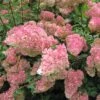 Hydrangea 'Vanille-Fraise' 40cm Tall (NL) -Hozelock Sales Store 00000627 61d5339e ca8a 49fe 930a 716fa5a2a5f6