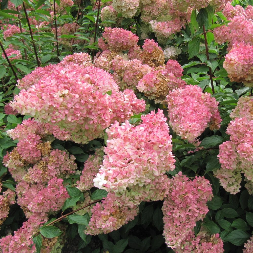 Hydrangea 'Vanille-Fraise' 40cm Tall (NL) 3 Hydrangea 'Vanille-Fraise' 40cm Tall (NL)