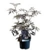 Sambucus Nigra 'Black Lace' Plant 3 Ltr Pot 2 Sambucus Nigra 'Black Lace' Plant 3 Ltr Pot -Hozelock Sales Store 00000629 8b8a232f 6c5b 4895 a1af 2c59937f44cf