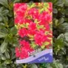Azalea 'Geisha Red' Plant 3Ltr Pot (NL) -Hozelock Sales Store 00001652