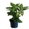 Aucuba Japonica 'Golden King' 2Ltr Pot (NL) -Hozelock Sales Store 00002104