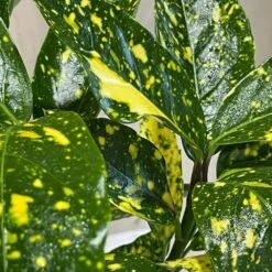 Aucuba Japonica 'Golden King' 2Ltr Pot (NL) -Hozelock Sales Store 00002104 3