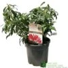 Pieris 'Forest Flame' 2Ltr Pot (NL) -Hozelock Sales Store 00002656