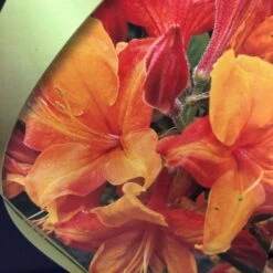 Azalea (Deciduous) 'Golden Eagle' 7.5Ltr Pot (NL) -Hozelock Sales Store 00002759 2