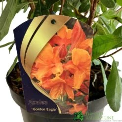 Azalea (Deciduous) 'Golden Eagle' 7.5Ltr Pot (NL) -Hozelock Sales Store 00002759