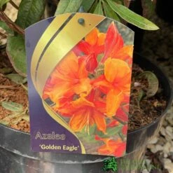 Azalea (Deciduous) 'Golden Eagle' 7.5Ltr Pot (NL)