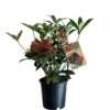 Skimmia Japonica 'Pabella' 1.5Ltr (NL) -Hozelock Sales Store 00003295