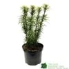 Cephalotaxus 'Korean Gold' Plum Yew Conifer 40cm Tall (NL) -Hozelock Sales Store 00003296