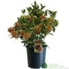 Skimmia Japonica 'Pabella' 4Ltr Pot (NL) -Hozelock Sales Store 00004158