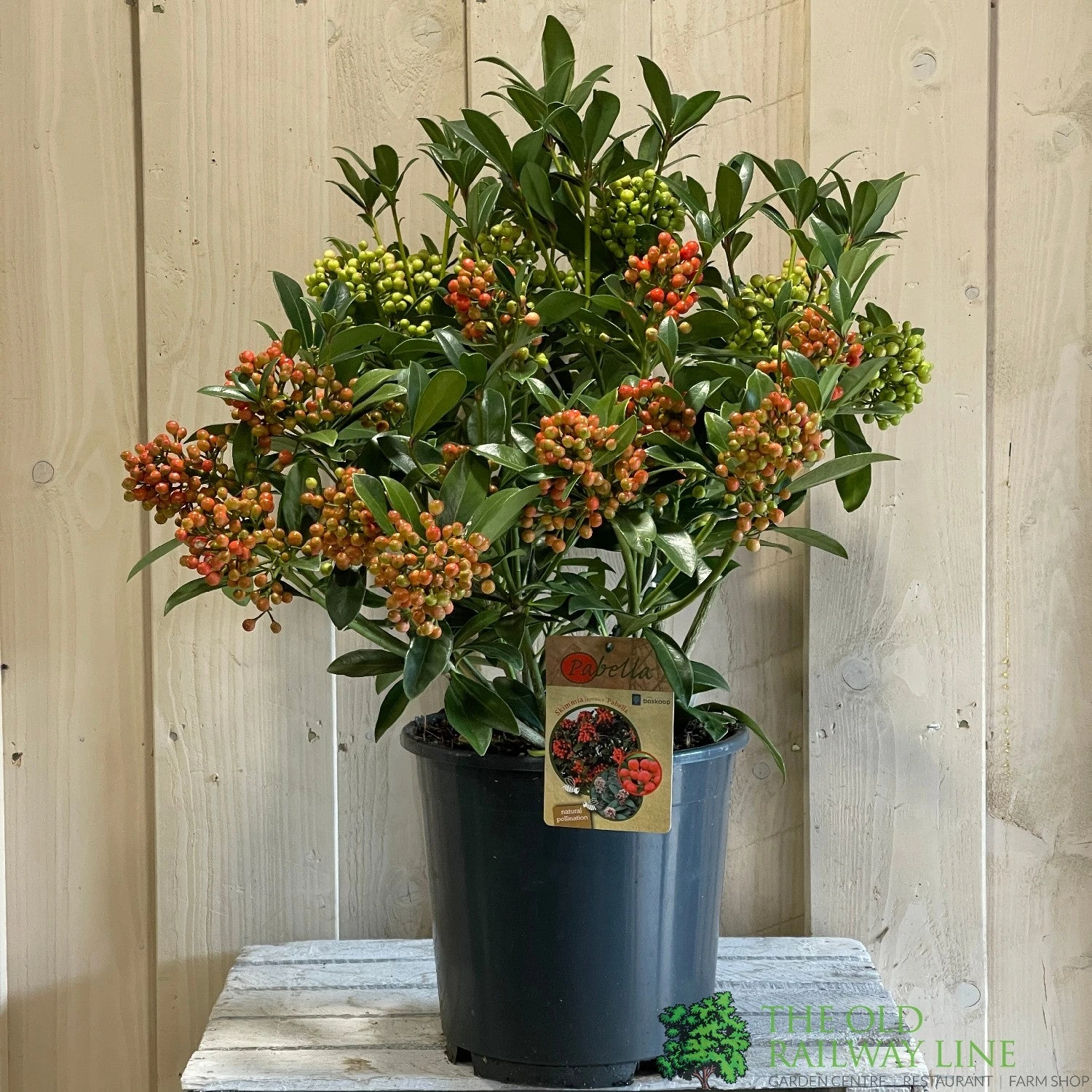 Skimmia Japonica 'Pabella' 4Ltr Pot (NL) 4 Skimmia Japonica 'Pabella' 4Ltr Pot (NL) - Image 2