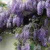 Wisteria Sinensis 'Prolific' Climber 7.5 Ltr Pot (NL) -Hozelock Sales Store 00004785 a5d783ef 7206 4787 8d92 6f2c74dd9444