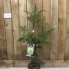 Cryptomeria 'Barabits Gold' Conifer5Ltr Pot (NL) -Hozelock Sales Store 00005465
