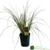 Cortaderia 'Pumila' 5Ltr Pot (NL) -Hozelock Sales Store 30001104