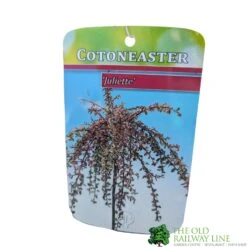 Cotoneaster 'Juliette' 80cm Tall (NL) -Hozelock Sales Store 30001111 1