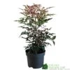 Nandina Domestica 'Obsessed' 2Ltr Pot (NL) -Hozelock Sales Store 30002508