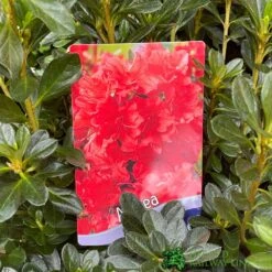 Azalea 'Geisha Orange' 3Ltr Pot (NL) -Hozelock Sales Store 30008869 5b9b6a4d 2eef 4de9 a7d5 74d146507ae8