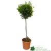 Olive Tree 'Olea Europaea' 1.7m Tall (NL) -Hozelock Sales Store 30166459 ca1430f3 7a74 4a95 98d4 63ae0a692e57