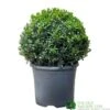 Buxus Ball 30cm Diameter Box Topiary Plant 7.5Ltr Pot -Hozelock Sales Store 30167099