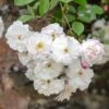 David Austin 'Adelaide D'Orleans' White English Rambling Rose -Hozelock Sales Store 30169553 36ff3121 f410 4626 9a2e 4e0328bf4912