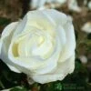 Whartons 'Silver Anniversary' Hybrid Tea White Rose Plant 3Ltr Pot -Hozelock Sales Store 5011622202081
