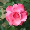 Whartons 'Galway Bay' Pink Climbing Rose 4Ltr Pot -Hozelock Sales Store 5011622202319