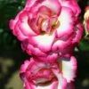 Pink Climbing Rose 'Handel' 4Ltr Pot 2 Pink Climbing Rose 'Handel' 4Ltr Pot -Hozelock Sales Store 5011622202357