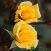 Whartons 'Laura Ford' Yellow Climbing Rose 4Ltr Pot 1 Whartons 'Laura Ford' Yellow Climbing Rose 4Ltr Pot -Hozelock Sales Store 5011622202395