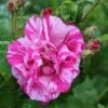 Rosa Gallica 'Versicolor' Rose 4Ltr Pot 1 Rosa Gallica 'Versicolor' Rose 4Ltr Pot -Hozelock Sales Store 5011622203590