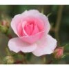 Pink Shrub Rose 'Bonica' 4Ltr Pot -Hozelock Sales Store 5011622203828