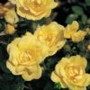 Whartons 'Flower Carpet Gold' Standard Rose 7.5Ltr Pot -Hozelock Sales Store 5011622208854