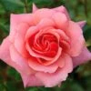 Pink Shrub Rose 'Festive Jewel' 4Ltr Pot -Hozelock Sales Store 5011622212486