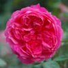 Pink Shrub Rose 'Ivor's Rose' 4Ltr Pot -Hozelock Sales Store 5011622212974