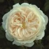Cream Shrub Rose 'Macmillan Nurse' 4Ltr Pot -Hozelock Sales Store 5011622212998