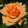 Orange Shrub Rose 'Raymond Carver' 4Ltr Pot -Hozelock Sales Store 5011622213018