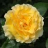 Yellow Shrub Rose 'Grosvenor House' 4Ltr Pot -Hozelock Sales Store 5011622214848