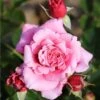 Whartons 'Timeless Pink' Bush Rose 4Ltr Pot 1 Whartons 'Timeless Pink' Bush Rose 4Ltr Pot -Hozelock Sales Store 5011622216033