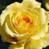 Yellow Climbing Rose 'Sommergold' 4Ltr Pot -Hozelock Sales Store 5011622216088