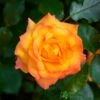 Orange Climbing Rose 'Redova Courtyard' 4Ltr Pot -Hozelock Sales Store 5011622220214