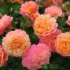 Whartons 'Peach Melba' Peach Climbing Rose 3Ltr Pot 1 Whartons 'Peach Melba' Peach Climbing Rose 3Ltr Pot -Hozelock Sales Store 5011622220238