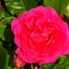 Pink Climbing Rose 'Pasillo Courtyard' 3Ltr Pot -Hozelock Sales Store 5011622220641