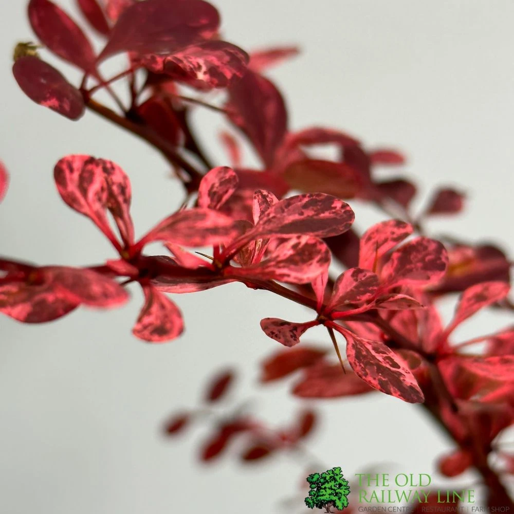 Berberis Thunbergii Atropurpurea 'Harlequin' 3Ltr Pot 4 Berberis Thunbergii Atropurpurea 'Harlequin' 3Ltr Pot - Image 2