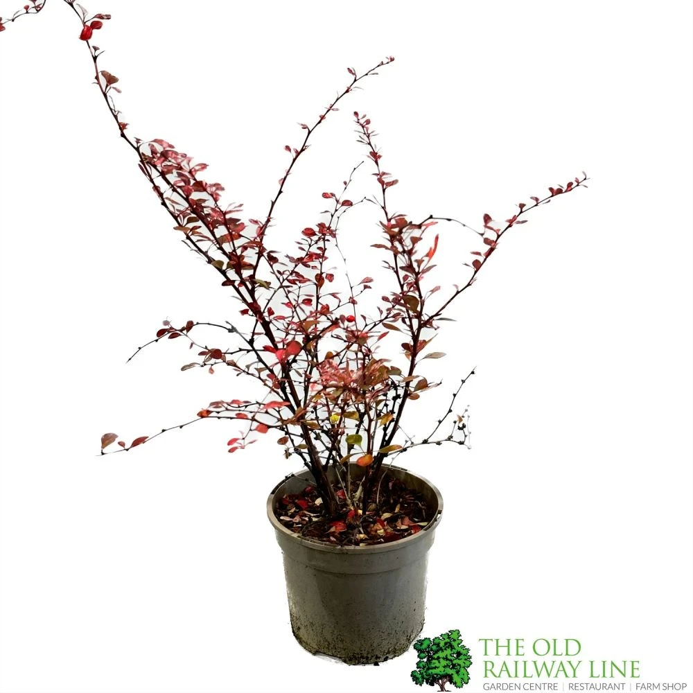 Berberis Thunbergii Atropurpurea 'Harlequin' 3Ltr Pot 3 Berberis Thunbergii Atropurpurea 'Harlequin' 3Ltr Pot